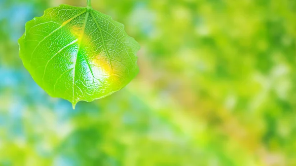 Ett Löv Med Regnbåge Ljus Ljus Gul Grön Blå Suddig — Stockfoto