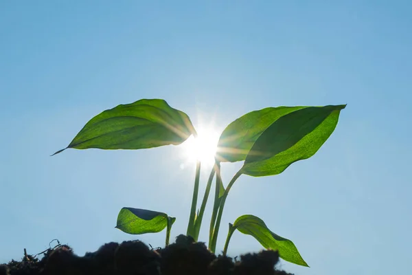 Зелений Паросток Росте Від Землі Яскравого Блакитного Неба Сонця Концепція — стокове фото