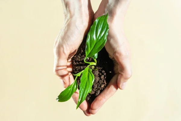 A hands holds a sprout with the earth on a light pastel background. The concept of Earth Day, Environment Day, global warming, nature conservation, climate change. Copyspace.