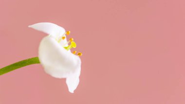 Makro beyaz çiçek Alyssum (Lobularia maritima). Yumuşak odak, pembe arka plan, kopyalama alanı. Bahar, yaz, çevre günü konsepti.