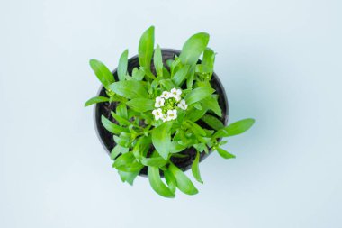 Açık mavi arka planda, tencerede beyaz küçük çiçekli bir bitki. Ev işleri konsepti. Üst görünüm, düz görünüm, minimalizm, telif alanı.
