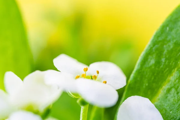 Makrovit Blomma Alyssum Lobularia Maritima Mjuk Fokus Och Suddig Gul — Stockfoto