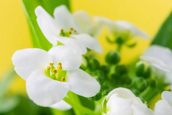 Makro Beyaz Çiçek Alyssum Lobularia Maritima Yumuşak Odak Bulanık Sarı — Stok fotoğraf