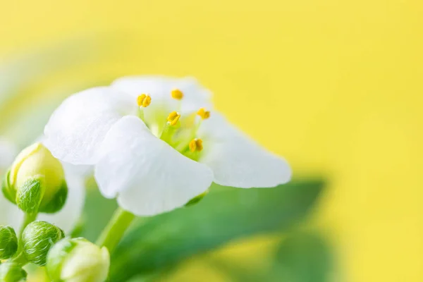 매크로 화이트 Alyssum Lobularia Maritima 부드러운 환경의 날이라는 — 스톡 사진