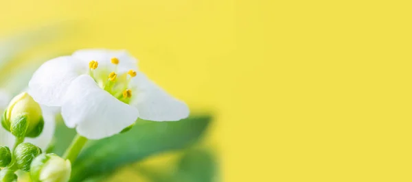 매크로 화이트 Alyssum Lobularia Maritima 부드러운 노란색 환경의 날이라는 — 스톡 사진