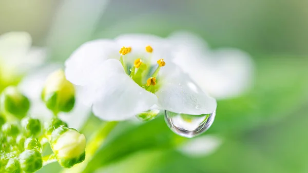 Makrovit Blomma Alyssum Lobularia Maritima Mjuk Fokus Och Suddig Ljus — Stockfoto