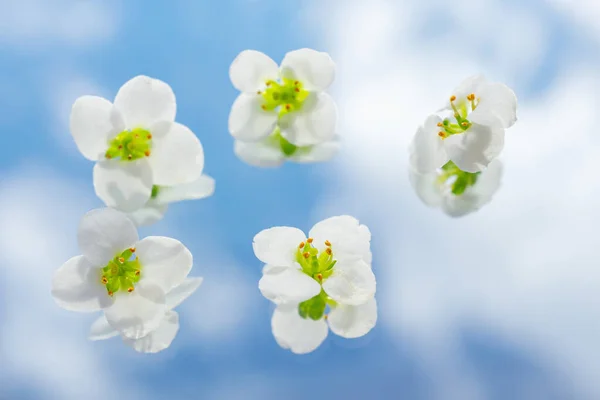 구름을 배경으로 조그마 꽃들이 식물학적 창조적 미니멀리즘 매크로 — 스톡 사진