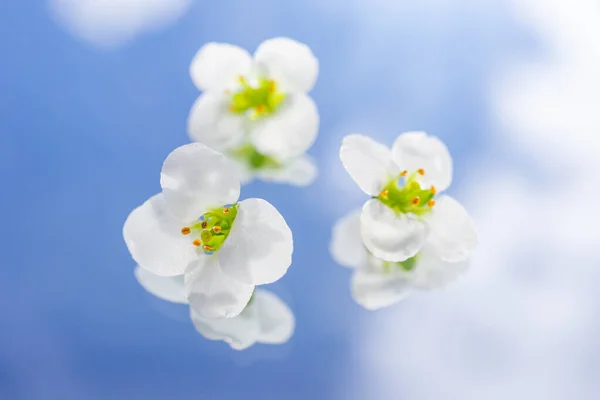 Små Vita Blommor Alyssum Bakgrund Blå Himmel Med Vita Moln — Stockfoto