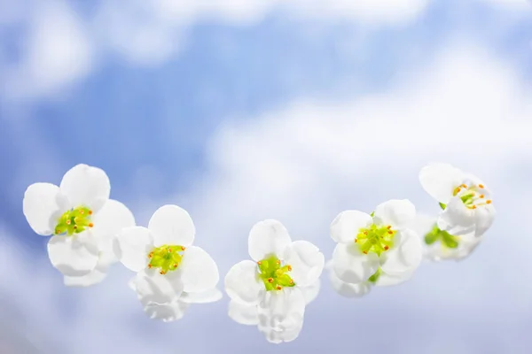 Små Vita Blommor Alyssum Bakgrund Blå Himmel Med Vita Moln — Stockfoto