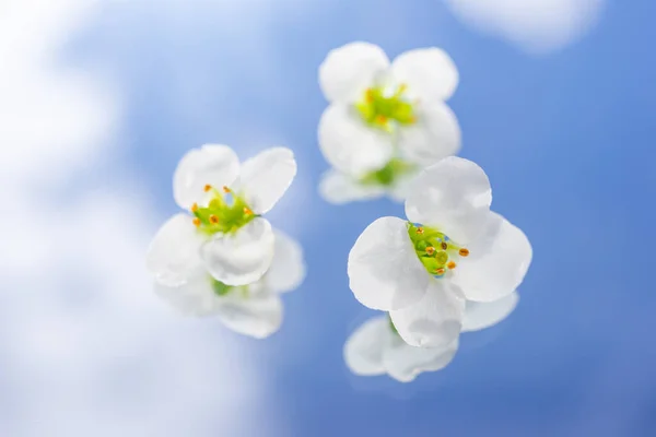 Små Vita Blommor Alyssum Bakgrund Blå Himmel Med Vita Moln — Stockfoto