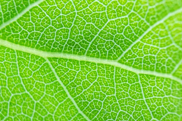 Foco Suave Folha Verde Fresca Uma Árvore Textura Closeup Contexto — Fotografia de Stock