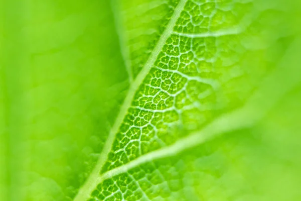 Foco Suave Hoja Fresca Verde Del Árbol Textura Del Primer — Foto de Stock