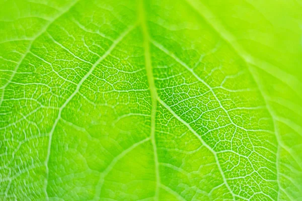 Concentrare Moale Frunza Verde Proaspătă Unui Copac Textura Închidere Fundal — Fotografie, imagine de stoc