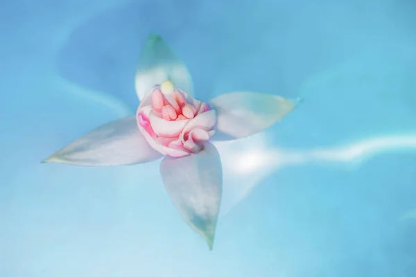 Spa, zen balance, serenity, wellness. A flower in blue calm water. The concept of naturalness, zen lifestyle. Detailed macro photo, copy space.