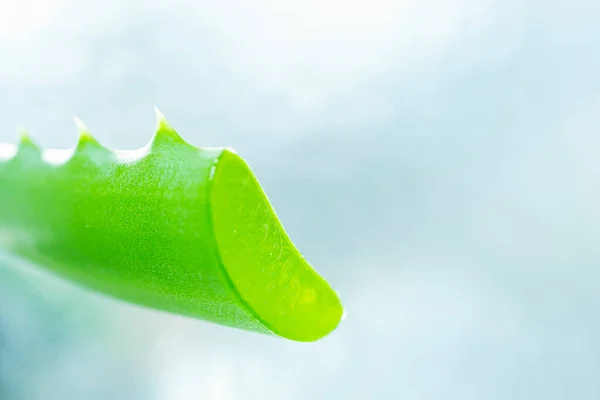 Aloe Vera Gel Zeleném Listu Zblízka Světlém Pozadí Péče Pleť — Stock fotografie
