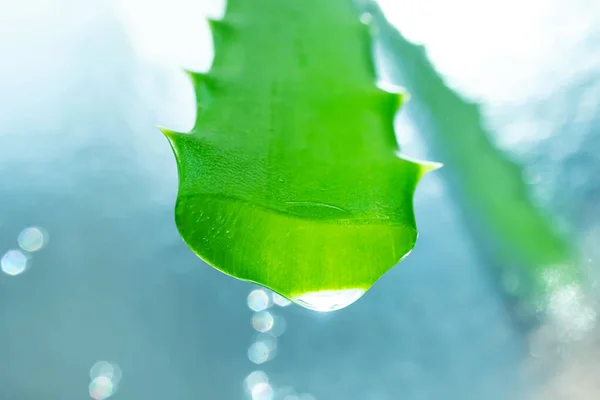 Aloe Vera Gel Ett Grönt Löv Närbild Ljus Bakgrund Hudvård — Stockfoto