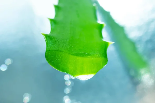 Aloe Vera Gel Green Leaf Close Light Background Skincare Healthcare — Stock Photo, Image