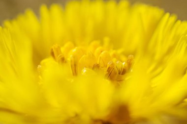Sarı renkli, sarı renkli, yakin çekim, makro fotograf. Şifalı bitkiler, geleneksel tıp konsepti. Soyut çiçek resmi. Yumuşak odak.