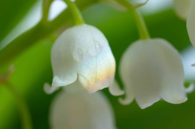 Vadinin Lily 'si, yakın plan, detaylı parlak makro fotoğraf. Bahar, mayıs, yaz kavramı. Sarı arkaplan, kopyalama alanı