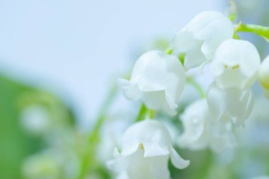 Vadinin Lily 'si, yakın plan, detaylı parlak makro fotoğraf. Bahar, mayıs, yaz kavramı. Çiçek arkaplan. Kopyalama alanı