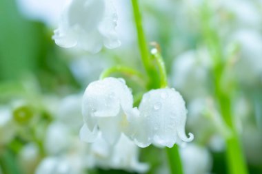 Vadinin Lily 'si, yakın plan, detaylı parlak makro fotoğraf. Bahar, mayıs, yaz kavramı. Çiçek arka planı