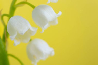 Vadinin Lily 'si, yakın plan, detaylı parlak makro fotoğraf. Bahar, mayıs, yaz kavramı. Sarı arkaplan, kopyalama alanı