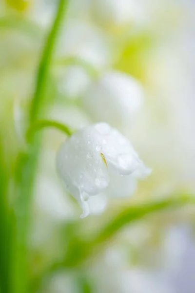 Lily Valley Close Detailed Bright Macro Photo Concept Spring May Stock Picture