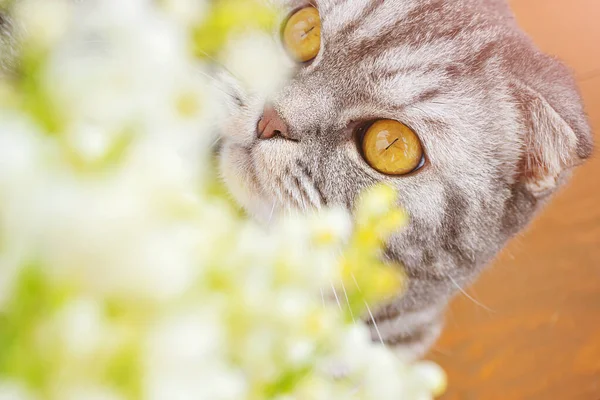 Портрет Серого Шотландского Складного Кота Желтыми Глазами Перед Кошкой Стоят — стоковое фото