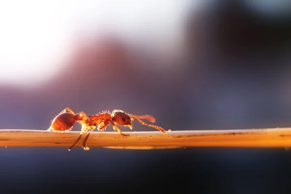 Ant Branch Close Macro Photo Nice Soft Sunlight Concept Insects — Stock Photo, Image