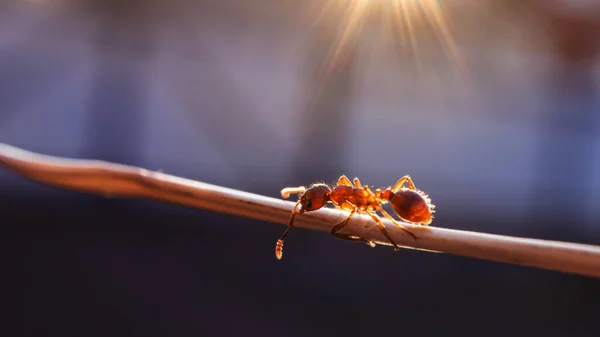 Ameise Auf Einem Ast Nahaufnahme Makrofoto Schön Weiches Sonnenlicht Das — Stockfoto