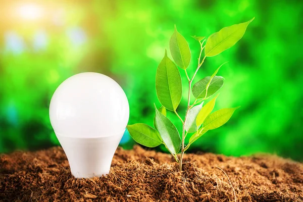 Environment Day, Earth Day. LED light bulb and a young plant in the soil against a background of greenery. Bright sunshine. The concept of energy saving in nature, sustainability.