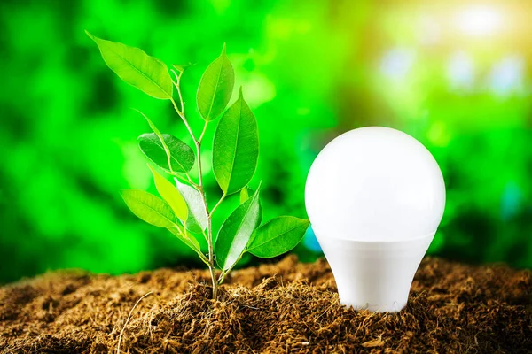 Miljödagen Jorddagen Led Glödlampa Och Ung Växt Jorden Mot Bakgrund — Stockfoto