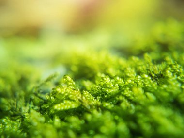 Ormanda yosun, güneş ışığı, seçici odak. Çevre, ilkbahar, sonbahar konsepti.