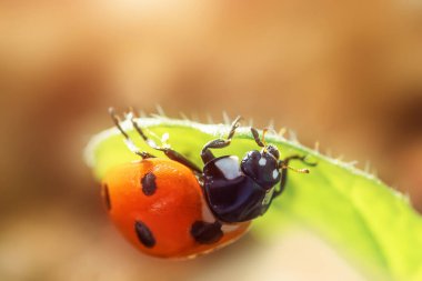 Yeşil bir bitkide uğur böceği. Doğa, bahar, yaz kavramı. Çevre Günü. Makro fotoğraf. Kopyalama alanı.