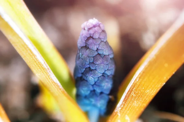 Muscari Blüht Frühling Detailliertes Makrofoto — Stockfoto