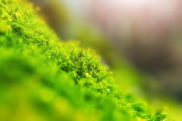 Moss Lese Zblízka Padající Sluneční Světlo Selektivní Zaměření Koncept Dne — Stock fotografie