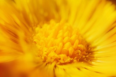 Sarı renkli, sarı renkli, yakin çekim, makro fotograf. Şifalı bitkiler, geleneksel tıp konsepti. Soyut çiçek resmi. Yumuşak odak.