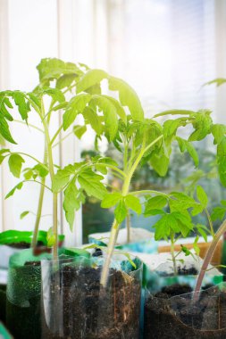Kırpılmış plastik şişelerle pencerenin kenarındaki küçük fidanlar. Yeşil bitki tohumları ve bahçe işleri. Sıfır atık