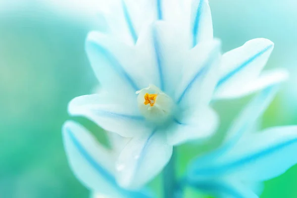 Belle Petite Fleur Bleue Blanche Concept Floraison Printemps Été Vacances — Photo