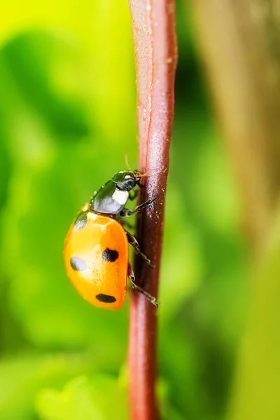 Yeşil Bir Bitkide Uğur Böceği Doğa Bahar Yaz Kavramı Çevre — Stok fotoğraf