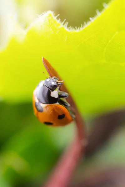 Yeşil Bir Bitkide Uğur Böceği Doğa Bahar Yaz Kavramı Çevre — Stok fotoğraf