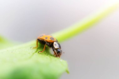 Yeşil bir bitkide uğur böceği. Doğa, bahar, yaz kavramı. Çevre Günü. Makro fotoğraf. Kopyalama alanı.