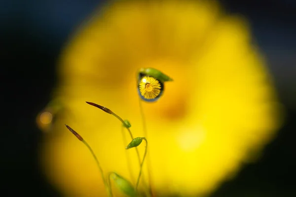 Egy Kolbászvirág Tükröződik Egy Csepp Vízben Mohán Csodálatos Szépség Természet — Stock Fotó