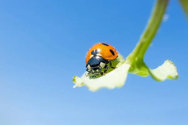Gökyüzüne Karşı Yeşil Bir Bitkide Uğur Böceği Doğa Bahar Yaz — Stok fotoğraf