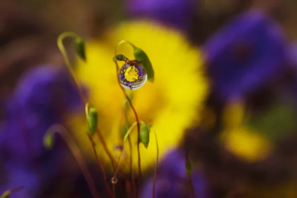 노랗고 들꽃들 반사된다 놀라운 자연의아름다움 매크로 보호라는 개념입니다 — 스톡 사진