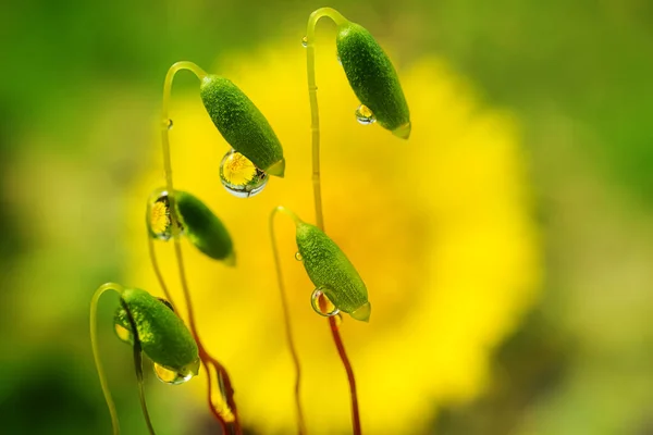 Coltsfoot Blomma Återspeglas Droppe Vatten Mossan Fantastisk Skönhet Naturen Makro — Stockfoto