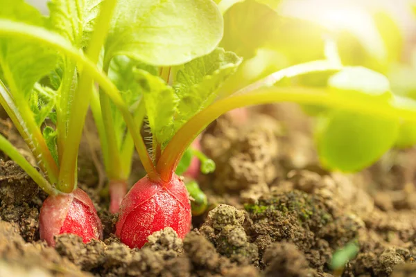 Radish Grows Ground Almost Ripe Macro Photography Theme Vegetable Growing — Foto Stock