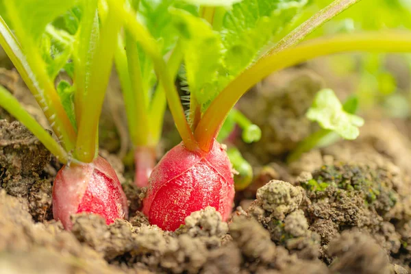 Radish Grows Ground Almost Ripe Macro Photography Theme Vegetable Growing — Foto Stock