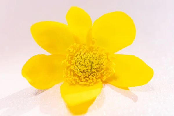 Sarı Yabani Çiçek Yakın Plan Detaylı Makro Fotoğraf Yaz Şatafatlı — Stok fotoğraf