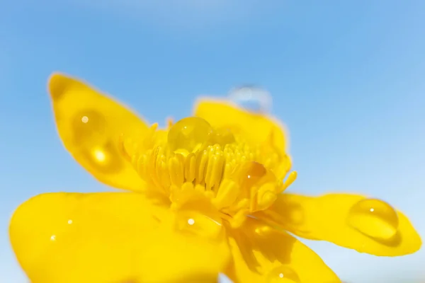 Gul Vild Blomma Närbild Detaljerad Makro Foto Sommaren Pulserande Blommig — Stockfoto